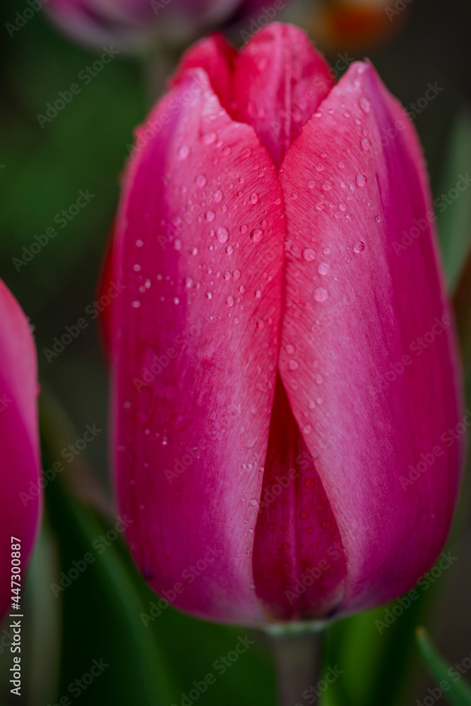 Morning dewdrop Close up of red single beautiful tulip growing in the garden Morning dewdrop Close up of red single beautiful tulip growing in the garden