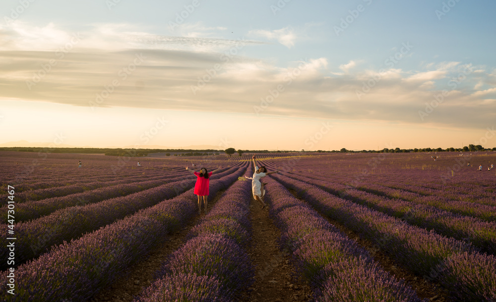 young happy and beautiful Asian korean woman playing on lavender flowers field with her hispanic girlfriend enjoying sweet holidays together relaxed and carefree young happy and beautiful Asian korean woman playing on lavender flowers field with her hispanic girlfriend enjoying sweet holidays together relaxed and carefree