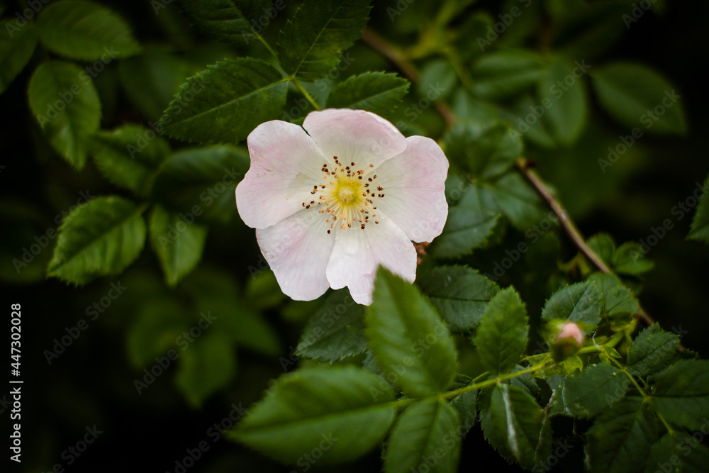 Obraz premium Nature Love