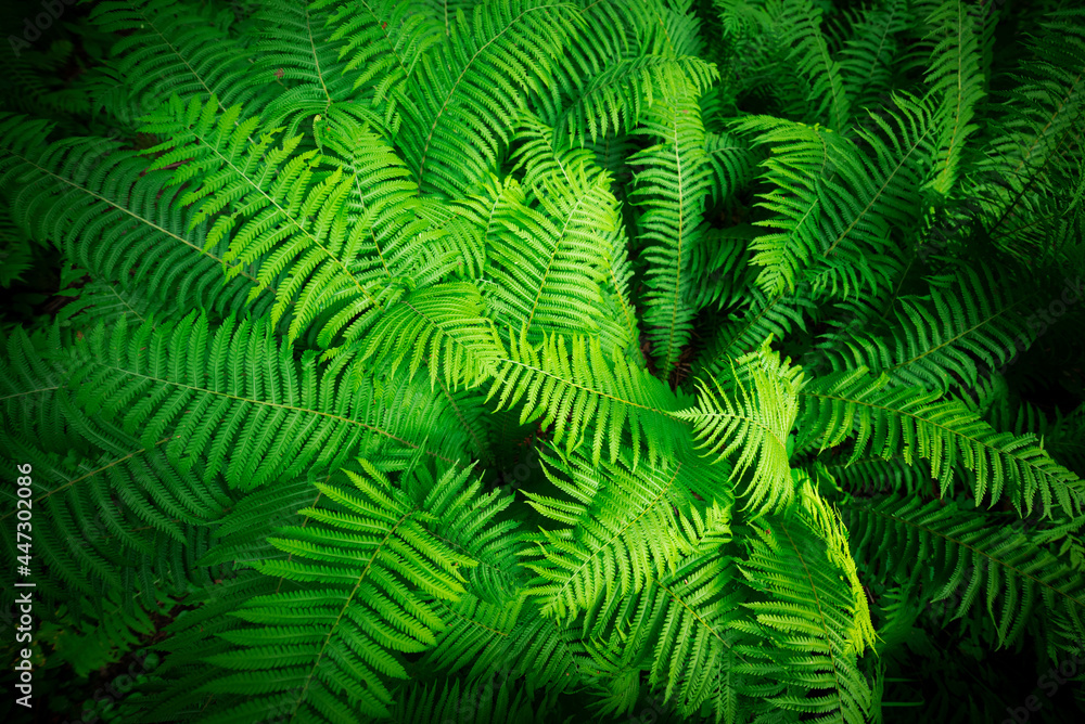 background image of a dense bush of green fern