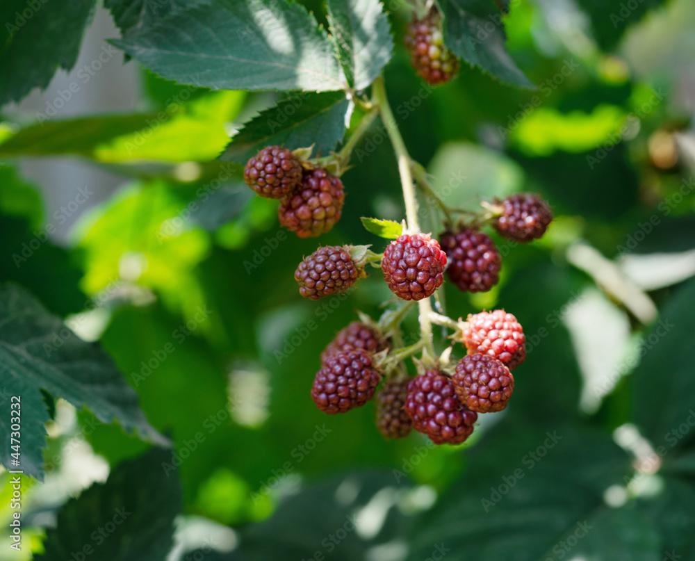 Blackberries on a branch close-up. Blackberry Bush. Collecting berries. Ripe blackberries on a green background. Healthy food for vegans. Blackberries on a branch close-up. Blackberry Bush. Collecting berries. Ripe blackberries on a green background. Healthy food for vegans.