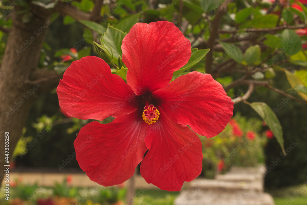 Obraz premium The close-up view of a hibiscus flower from the front. Red blooming blossom of the decorative shrub in the park.