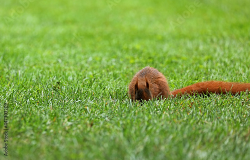 Squirrel sits on a meadow in the grass photo