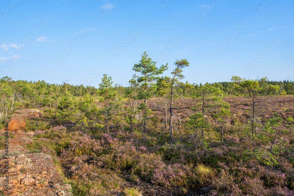 Fototapeta premium Peat bog with blooming heather