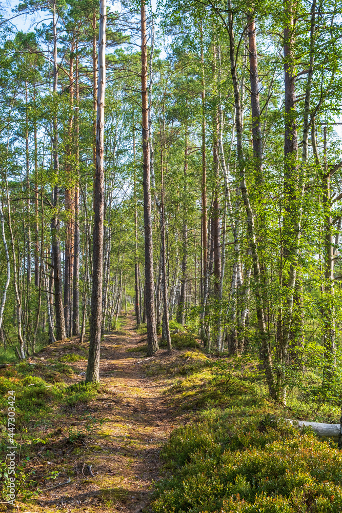 Fototapeta premium Footpath in a sunny pine forest at the summer