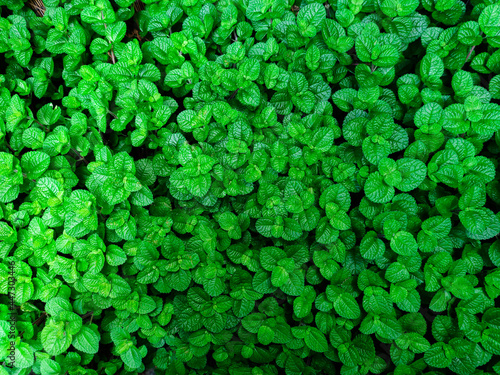 Green Mint Plant Background. Fresh peppermint leaves