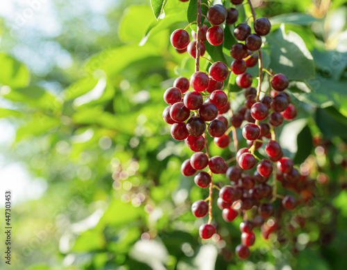 ripe red berries of fragrant bird cherry in the park photo