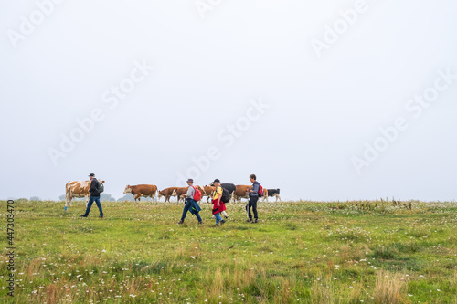 Hiker walking past a herd of cows on a meadow