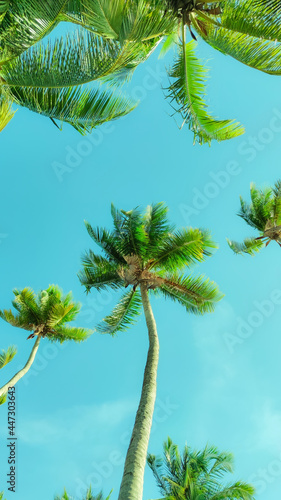 Coconut trees and Asian seaside skies summer tropical forests