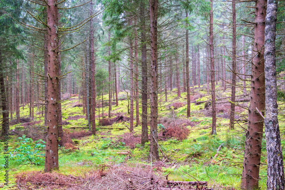 Obraz premium Gallrad coniferous forest with fallen trees