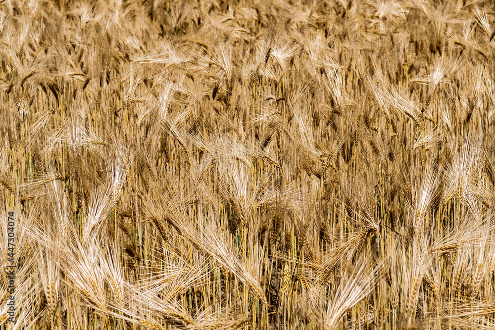 Fototapeta premium Golden Wheat Field With Ripe Ears In Summer 