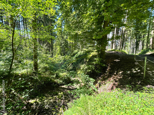 nature walk by the lake, through the woods, up a mountain