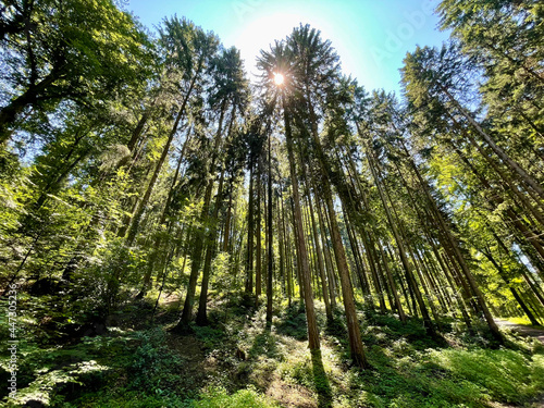nature walk by the lake, through the woods, up a mountain