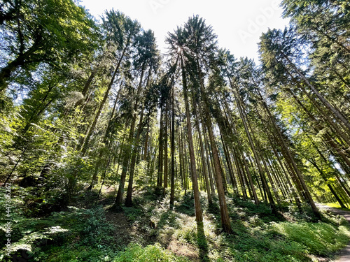 nature walk by the lake, through the woods, up a mountain