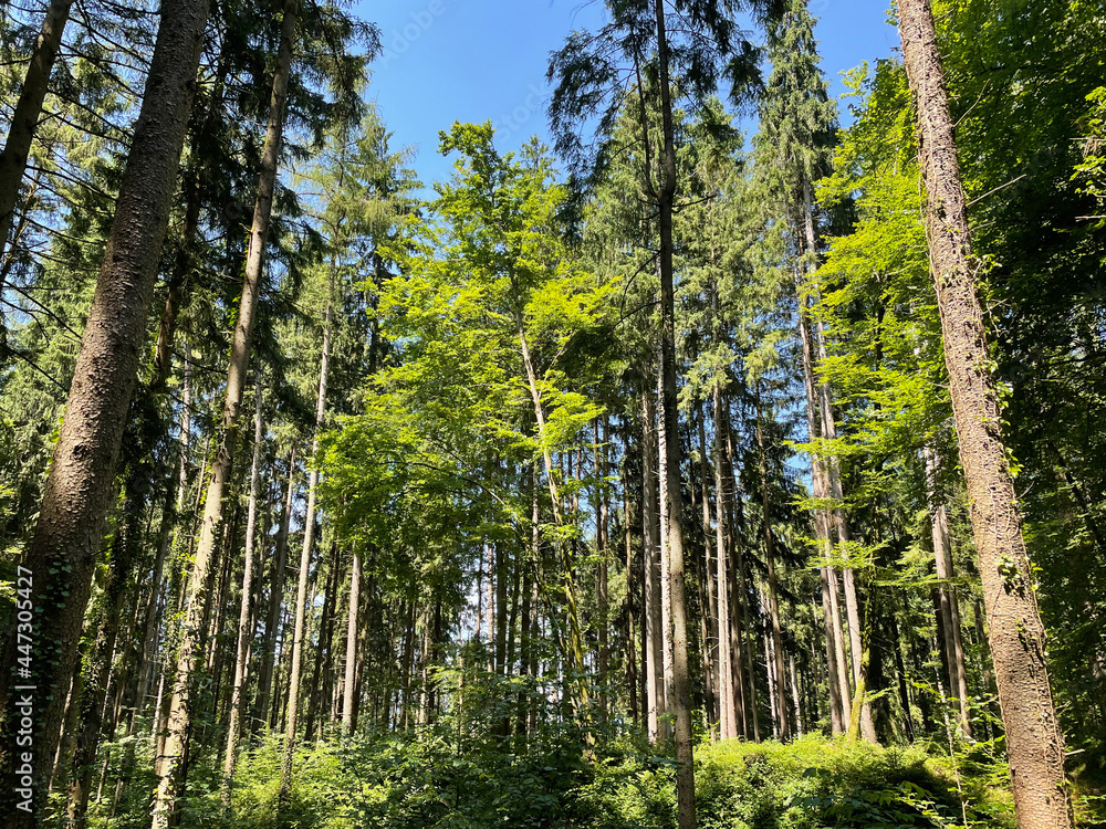 Obraz premium nature walk by the lake, through the woods, up a mountain