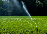 Artificial Irrigation Of A Vegetable Field With Water Sprinklers