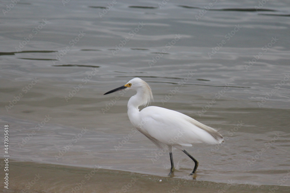 ave garça branca pequena - egretta thula ave garça branca pequena - egretta thula