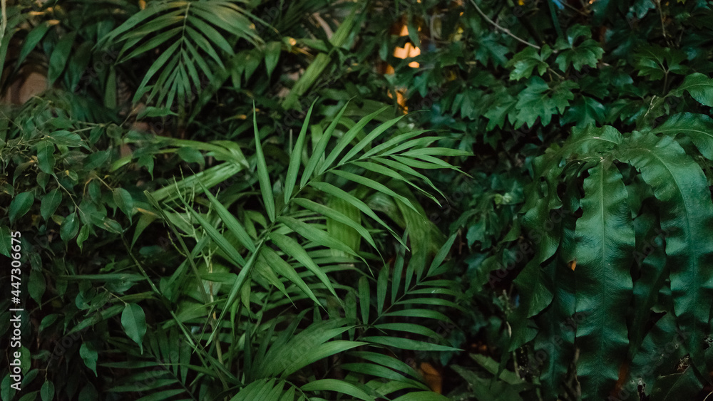 Fototapeta premium background pattern of different leaves in the dark night greenhouse