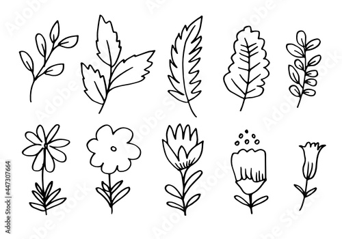 a collection of hand-drawn flower images such as bellflower, chrysanthemums, sunflowers, cotton flowers, and tropical leaves