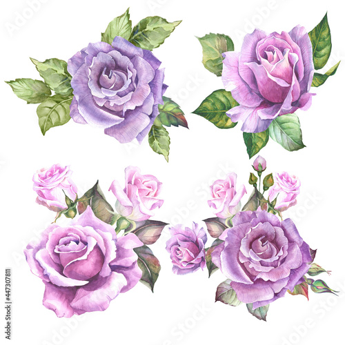 set of lilac roses