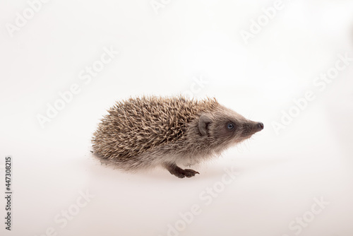 A small cute hedgehog photographed on a white background