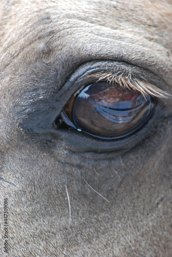 close up of a horse's eye