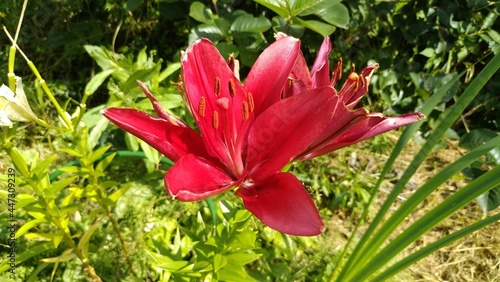 lilies in summer in the park