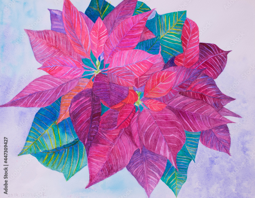 Beautiful poinsettia handwritten watercolors with a Christmas atmosphere 