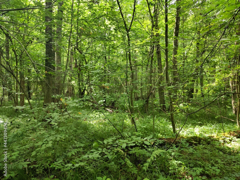 path in the forest in the summer path in the forest in the summer