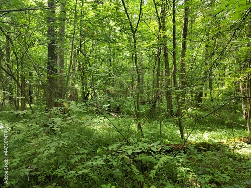 path in the forest in the summer 