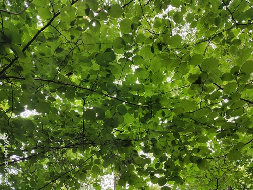 green leaves on branches in the summer