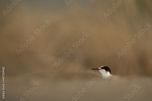Partial visible White-cheeked Tern at Asker marsh, Bahrain © Dr Ajay Kumar Singh
