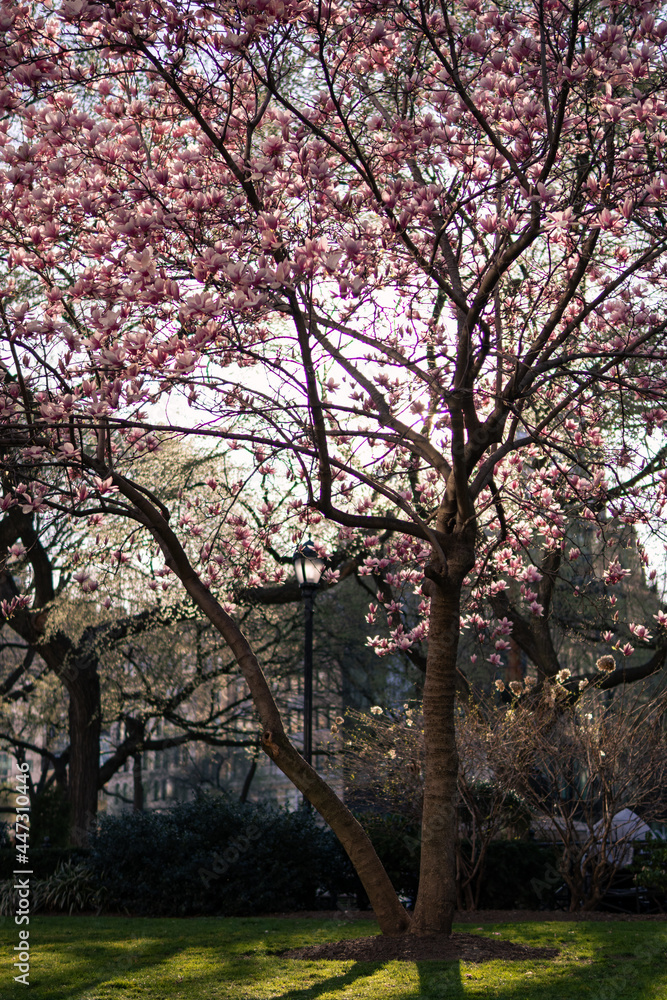 Blooming Pink Magnolia Tree during Spring at Union Square Park in New York City Blooming Pink Magnolia Tree during Spring at Union Square Park in New York City