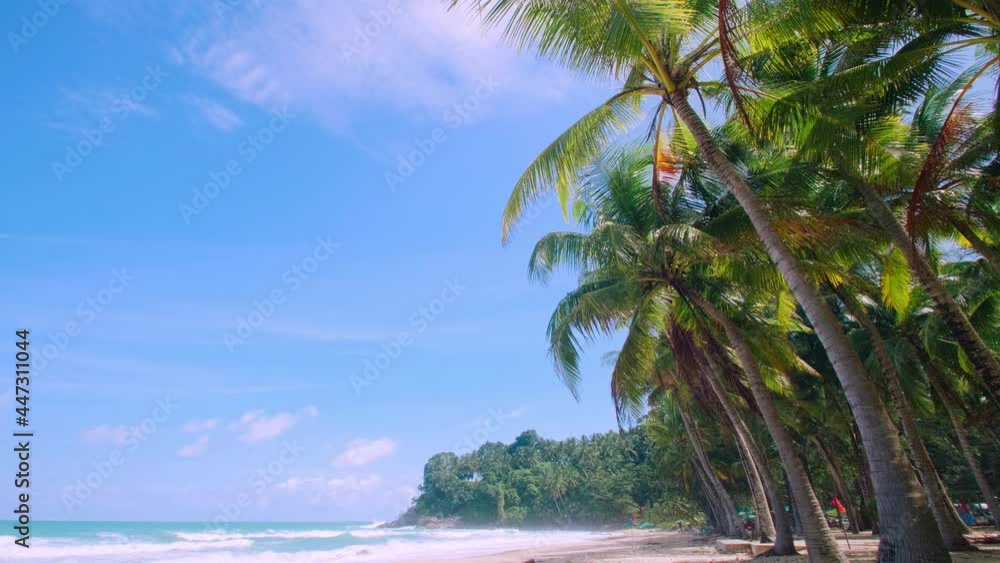 4K Coconut palm trees and tropical sea. Summer vacation and tropical beach concept. Coconut palm grows on white sand beach. Alone coconut palm tree in front of freedom beach Phuket, Thailand.