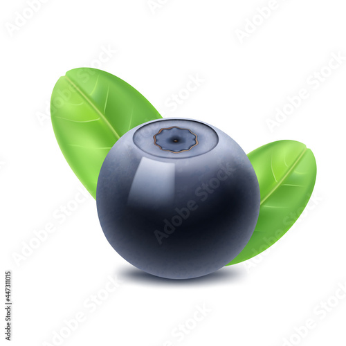 Bilberry (huckleberry, whortleberry or blueberry), with leaf, wild forest berries, ripe juicy fruit, healthy food. Vector icon.