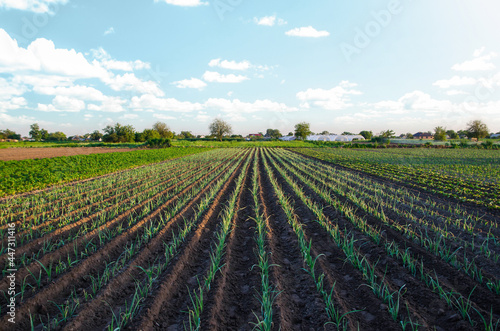 Leek farm field. Fresh green top leaves. Agroindustry. Farming  agriculture landscape. Growing vegetables outdoors on open ground. Vegetable garden in the early morning. Cultivation and watering