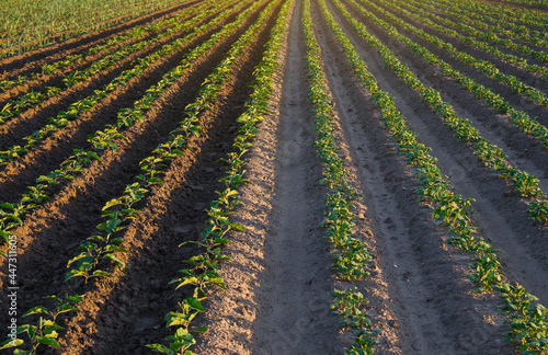 Potato and eggplant plantation. Growing vegetables outdoors on open ground. Freshly planted pepper plants seedlings. Farming, agriculture landscape. Agroindustry. Plant care, cultivation.