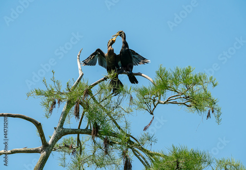 Black Cormorants in tree tops at Sweetwater Wetlands in Gainesville Florida. photo