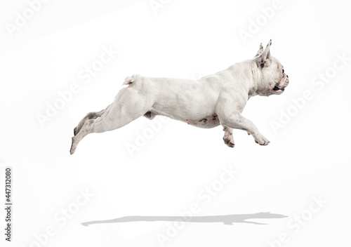 French bulldog running and jumping isolated on white studio background
