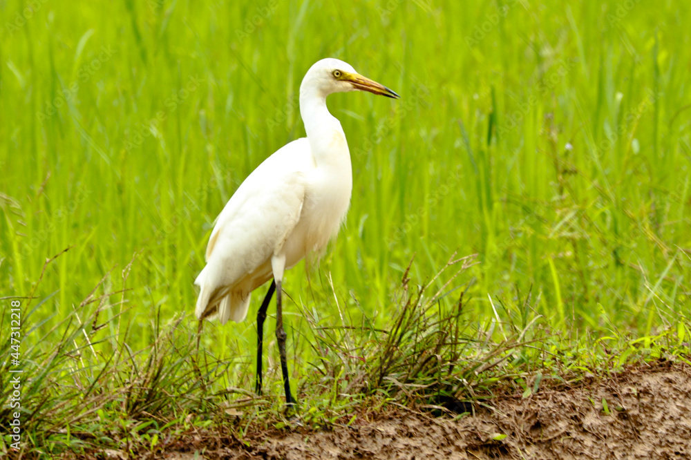 Intermediate egret or median egret in a paddy field Intermediate egret or median egret in a paddy field