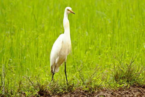 Intermediate egret or median egret in a paddy field