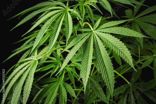 Marijuana leaves  cannabis on a dark background  beautiful background  indoor cultivation