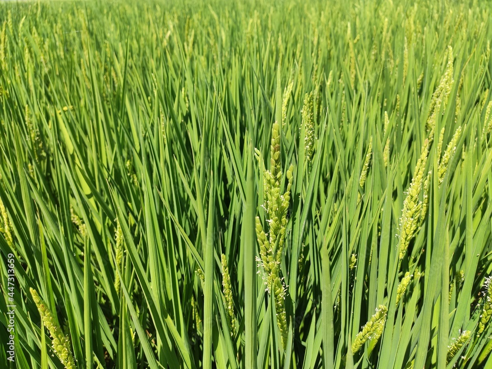 Campo de Arroz - Arrozales de Valencia