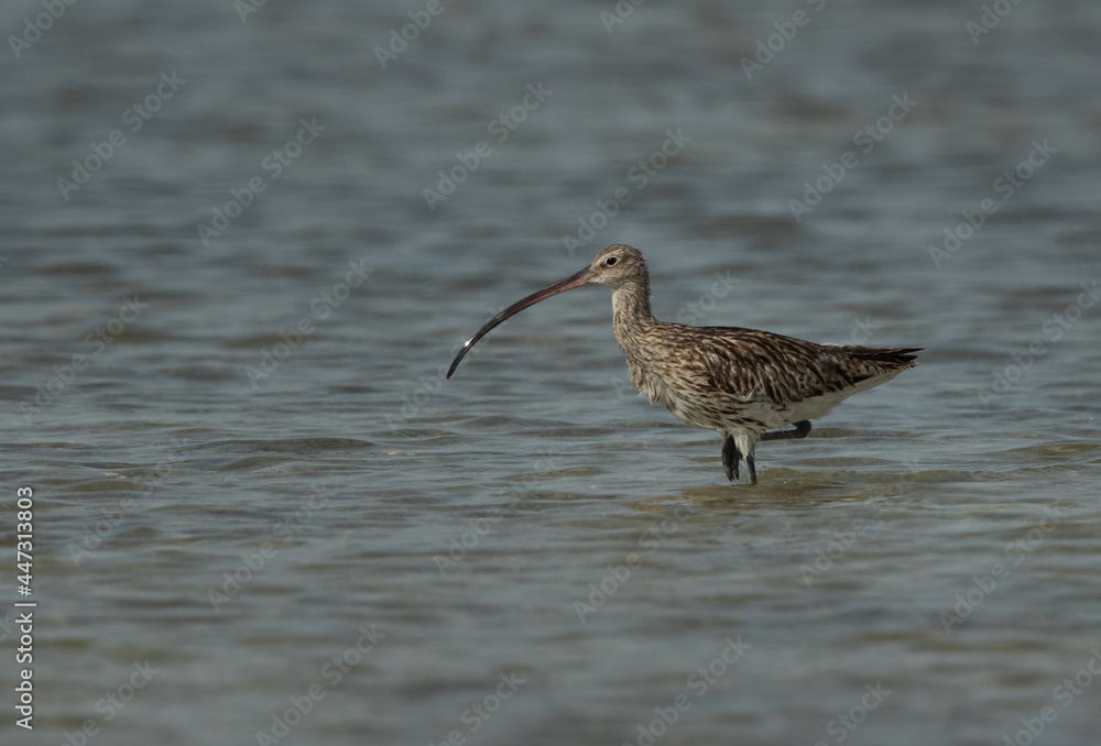 Eurasian curlew at Busaiteen coast, Bahrain Eurasian curlew at Busaiteen coast, Bahrain