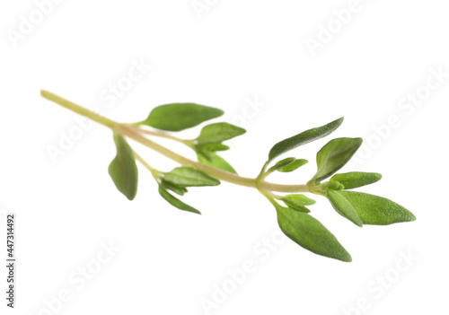 Aromatic thyme sprig on white background. Fresh herb © New Africa