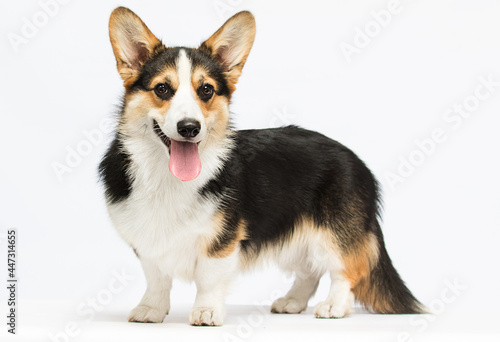 dog on a white background