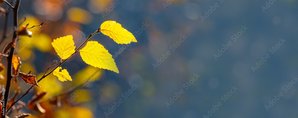 Obraz premium Yellow autumn leaves in the forest on a blue blurred background, copy space
