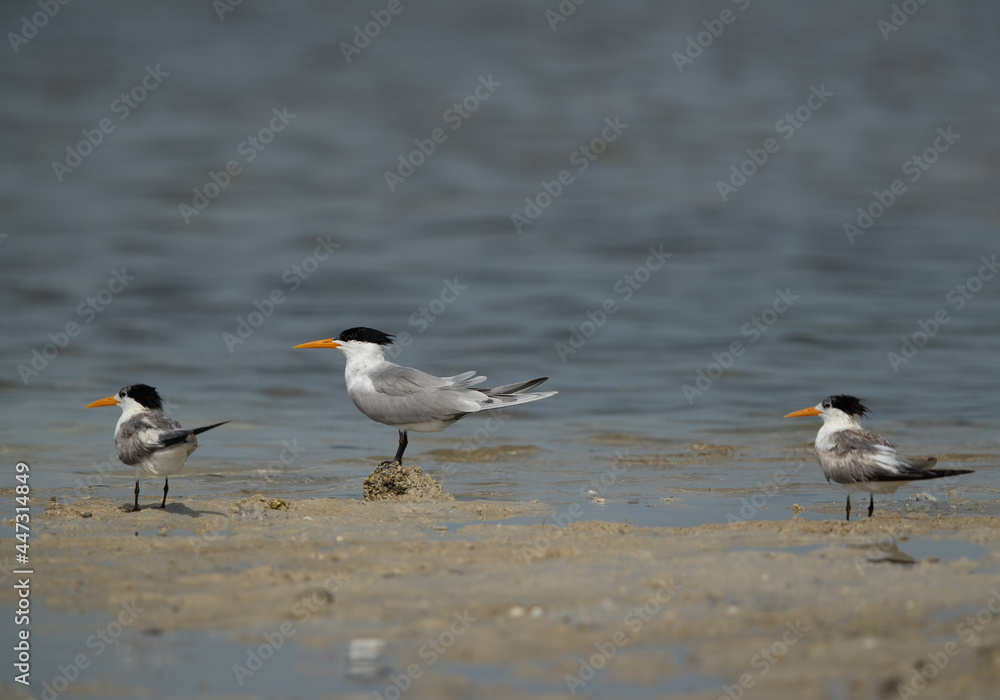 Greater Crested Terns perched on the coast of Busaiteen, Bahrain Greater Crested Terns perched on the coast of Busaiteen, Bahrain