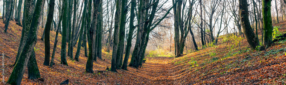 Fototapeta premium Panorama of autumn forest with bare trees and dirt road on a sunny day