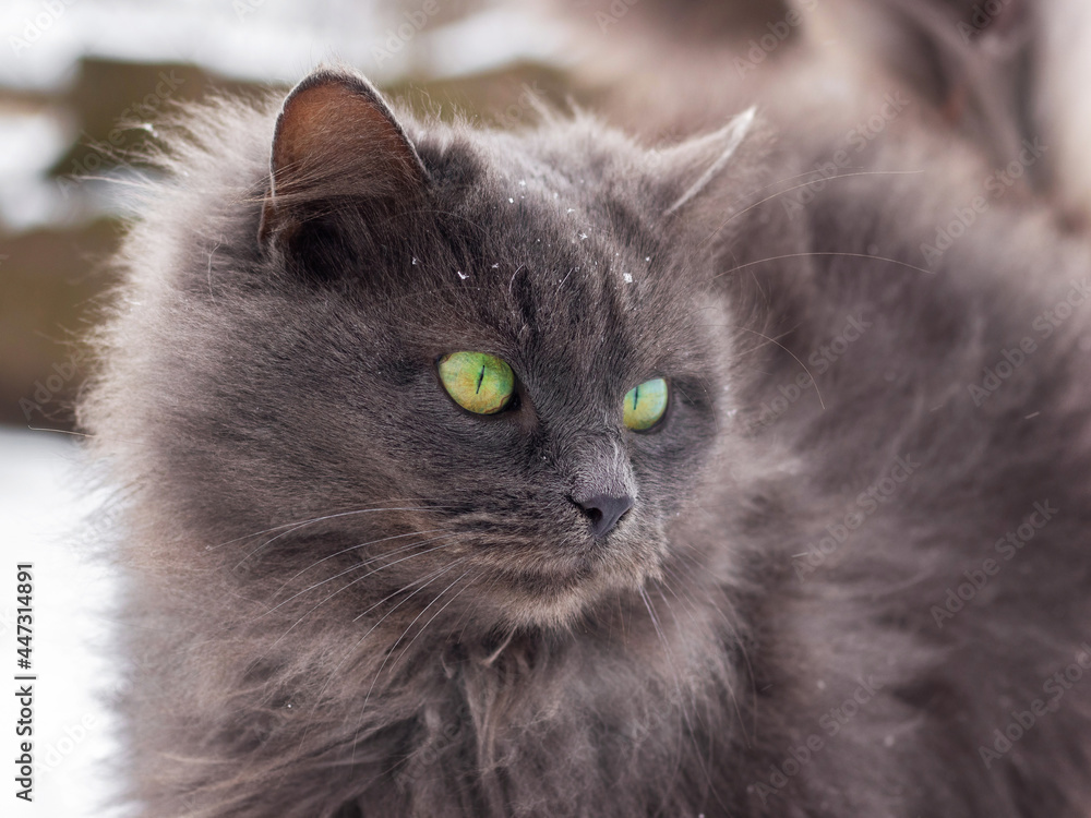 Gray fluffy cat close up in winter outdoors